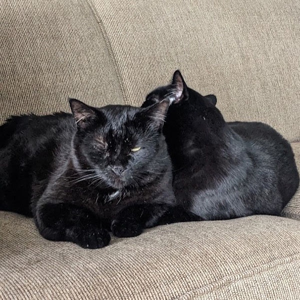 Two black cats cuddling on a couch