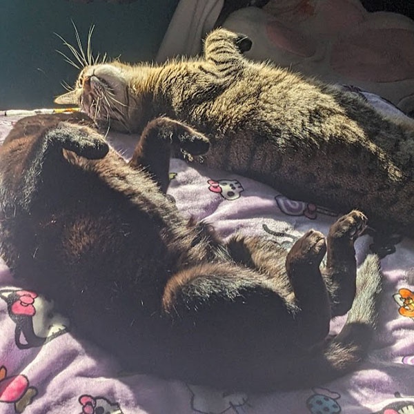 A black cat and a tiger cat on their backs on a bed, looking at each other